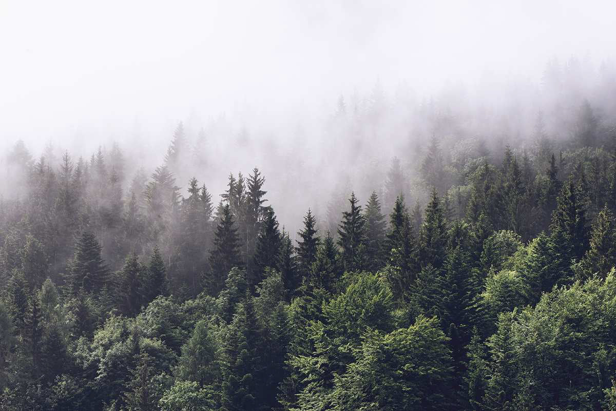 AtoZ Home Decor Tropical Foggy Forest Misty Mountain View Wall Mural Wallpaper - Custom & Standard Sizes