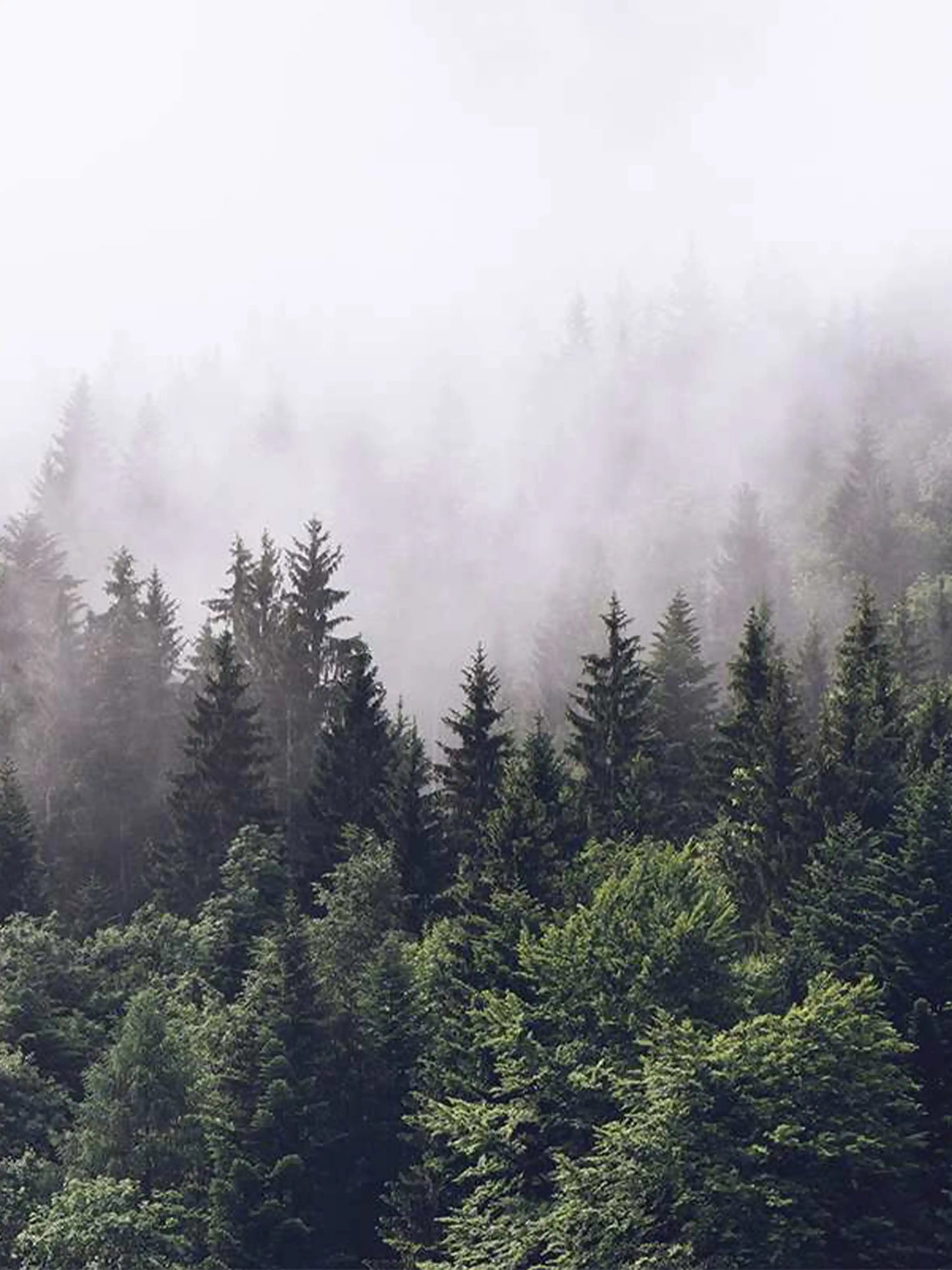 AtoZ Home Decor Tropical Foggy Forest Misty Mountain View Wall Mural Wallpaper - Custom & Standard Sizes